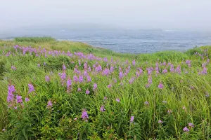 Canada, Nova Scotia, Bay of Fundy. Fireweed and fog on bay