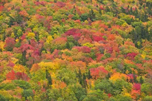 Images Dated 19th March 2019: Canada, Nova Scotia, Cape Breton Island. Forest in autumn foliage