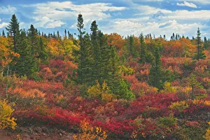 Canada, Nova Scotia, Cape Breton Island. Forest in autumn foliage