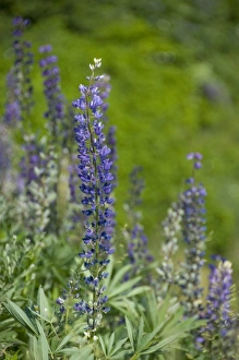 Images Dated 10th July 2008: Canada, Nova Scotia, Cape Breton Island, Cabot Trail, Ingonish. Lupine wildflowers