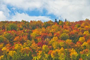 Images Dated 19th March 2019: Canada, Nova Scotia, Indian Brook. Forest in autumn foliage
