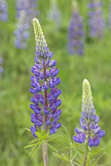 Canada, Nova Scotia, Lunenberg. Close-up of