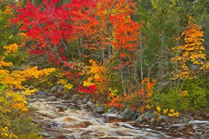 Canada, Nova Scotia. Mary-Anne Falls and forest in autumn foliage