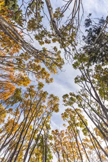 Maritime Province Prints: Canada, Nova Scotia, Walton. Trees in autumn