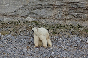 Images Dated 19th September 2010: Canada, Nunavut, Akpatok Island