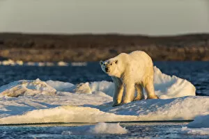 Nunavut Gallery: Canada, Nunavut Territory, Adult male Polar Bear (Ursus maritimus) yawns while standing