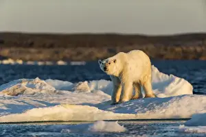 Images Dated 7th August 2015: Canada, Nunavut Territory, Adult male Polar Bear (Ursus maritimus) yawns while standing