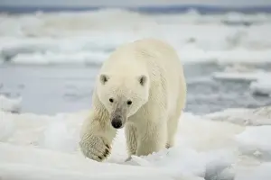 Canada, Nunavut Territory, Polar Bear (Ursus arctos) walking across sea ice in Frozen