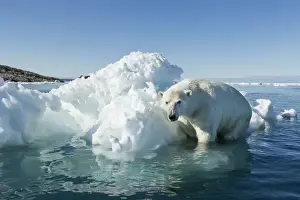 Images Dated 17th August 2014: Canada, Nunavut Territory, Polar Bear (Ursus maritimus) climbing onto melting iceberg