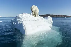 Wide Angle Prints: Canada, Nunavut Territory, Polar Bear (Ursus maritimus) climbing onto melting iceberg