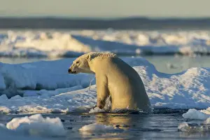 Images Dated 17th August 2014: Canada, Nunavut Territory, Polar Bear (Ursus maritimus) climbing onto melting sea