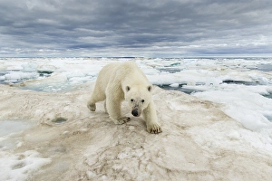 Images Dated 16th August 2014: Canada, Nunavut Territory, Repulse Bay, Polar Bear (Ursus arctos) walking across