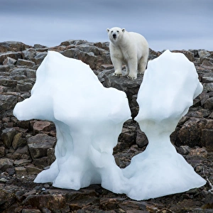 Images Dated 21st August 2014: Canada, Nunavut Territory, Repulse Bay, Polar Bear (Ursus maritimus) standing by
