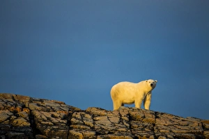 Images Dated 23rd August 2014: Canada, Nunavut Territory, Repulse Bay, Adult Male Polar Bear (Ursus maritimus) standing