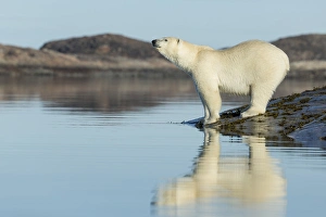 Images Dated 25th August 2014: Canada, Nunavut Territory, Repulse Bay, Polar Bears (Ursus maritimus) standing along