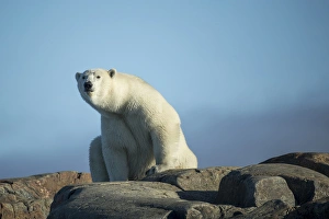 Images Dated 25th August 2014: Canada, Nunavut Territory, Repulse Bay, Polar Bears (Ursus maritimus) resting