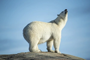 Images Dated 25th August 2014: Canada, Nunavut Territory, Repulse Bay, Polar Bears (Ursus maritimus) sniffing air