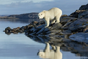 Images Dated 25th August 2014: Canada, Nunavut Territory, Repulse Bay, Polar Bears (Ursus maritimus) standing along