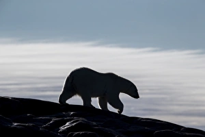 Images Dated 25th August 2014: Canada, Nunavut Territory, Repulse Bay, Silhouette of Polar Bear (Ursus maritimus)