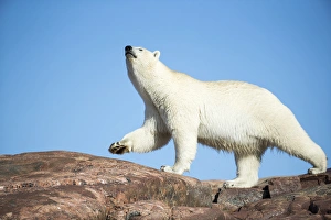 Images Dated 25th August 2014: Canada, Nunavut Territory, Repulse Bay, Polar Bear (Ursus maritimus) sniffs while