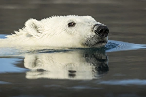 Images Dated 27th August 2014: Canada, Nunavut Territory, Repulse Bay, Polar Bear (Ursus maritimus) swimming in