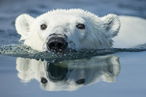 Images Dated 27th August 2014: Canada, Nunavut Territory, Repulse Bay, Polar Bear (Ursus maritimus) swimming in