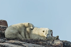 Images Dated 1st September 2014: Canada, Nunavut Territory, Repulse Bay, Polar Bear and cub (Ursus maritimus) resting