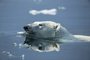 Images Dated 27th August 2014: Canada, Nunavut Territory, Repulse Bay, Polar Bear (Ursus maritimus) swimming in