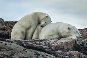 Images Dated 1st September 2014: Canada, Nunavut Territory, Repulse Bay, Polar Bear and cub (Ursus maritimus) resting