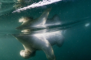 Images Dated 26th August 2014: Canada, Nunavut Territory, Repulse Bay, Underwater view of Polar Bear (Ursus maritimus)