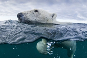 Images Dated 1st September 2014: Canada, Nunavut Territory, Repulse Bay, Underwater view of Polar Bear (Ursus maritimus)