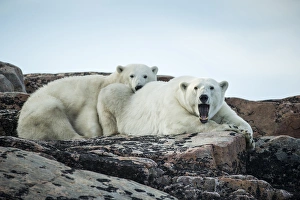 Images Dated 1st September 2014: Canada, Nunavut Territory, Repulse Bay, Polar Bear and cub (Ursus maritimus) resting