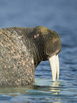 Images Dated 11th August 2014: Canada, Nunavut Territory, Repulse Bay, Walrus (Odobenus rosmarus) at edge of sea