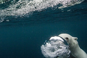 Images Dated 28th August 2014: Canada, Nunavut Territory, Repulse Bay, Underwater view of Polar Bear (Ursus maritimus)