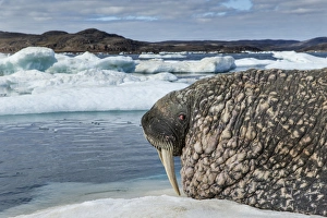 Images Dated 17th August 2014: Canada, Nunavut Territory, Repulse Bay, Walrus (Odobenus rosmarus) resting on ice