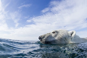 Canada, Nunavut Territory, Repulse Bay, Close-up of Polar Bear (Ursus maritimus)