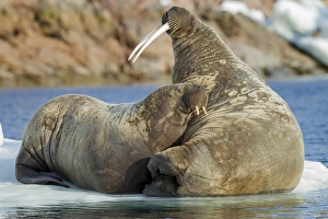 Images Dated 11th August 2014: Canada, Nunavut Territory, Repulse Bay, Walrus (Odobenus rosmarus) and calf resting
