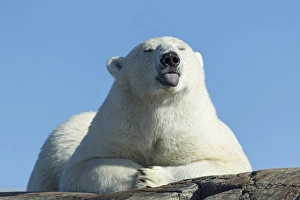 Images Dated 25th August 2014: Canada, Nunavut Territory, Repulse Bay, Polar Bear (Ursus maritimus) sticks out tongue