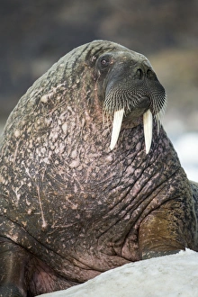 Canada, Nunavut Territory, Repulse Bay, Walrus (Odobenus rosmarus) resting on sea
