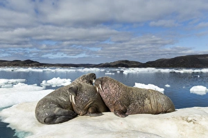 Canada, Nunavut Territory, Repulse Bay, Group of Walrus (Odobenus rosmarus) resting