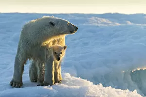 Nunavut Collection: Canada, Nunavut Territory, Repulse Bay, Polar Bear and Cub (Ursus maritimus) standing