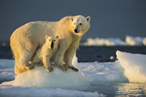 Nunavut Gallery: Canada, Nunavut Territory, Repulse Bay, Polar Bear Cub (Ursus maritimus) beneath