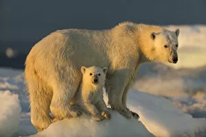 Nunavut Gallery: Canada, Nunavut Territory, Repulse Bay, Polar Bear Cub (Ursus maritimus) beneath