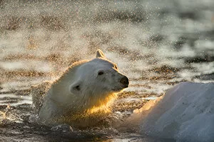 Nunavut Gallery: Canada, Nunavut Territory, Repulse Bay, Polar Bear (Ursus maritimus) shakes off water