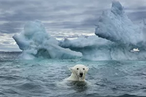 Nunavut Collection: Canada, Nunavut Territory, Repulse Bay, Polar Bear (Ursus maritimus) swimming near