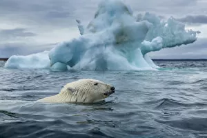 Nunavut Gallery: Canada, Nunavut Territory, Repulse Bay, Polar Bear (Ursus maritimus) swimming past