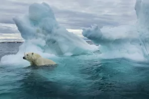 Nunavut Gallery: Canada, Nunavut Territory, Repulse Bay, Polar Bear (Ursus maritimus) swimming beside