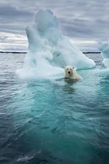 Nunavut Gallery: Canada, Nunavut Territory, Repulse Bay, Polar Bear (Ursus maritimus) swimming beside