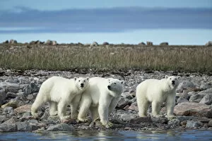Nunavut Gallery: Canada, Nunavut Territory, Repulse Bay, Polar Bear (Ursus maritimus) walking with