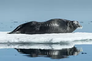 Nunavut Collection: Canada, Nunavut Territory, Repulse Bay, Bearded Seal (Erignathus barbatus) resting